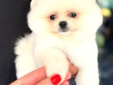 Pomerri̇an Boo Sevi̇mli̇ Yavrular
