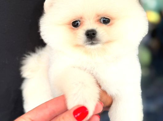 Pomerri̇an Boo Sevi̇mli̇ Yavrular görsel