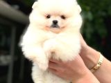 POMERRİAN BOO SEVİMLİ YAVRULAR