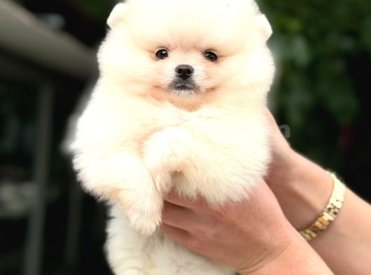 Pomerri̇an Boo Sevi̇mli̇ Yavrular
