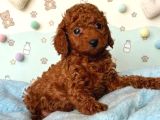 TOY POODLE SEVİMLİ YAVRULAR EV ÜRETİMİ