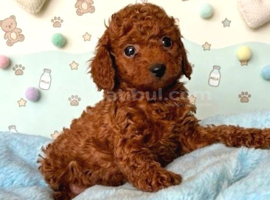 Toy Poodle Sevi̇mli̇ Yavrular Ev Üreti̇mi̇