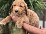 Giant Dev Poodle Yavrularımız Burkemde