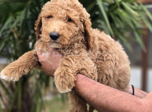 Giant Dev Poodle Yavrularımız Burkemde görsel