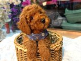 Kore poodle bebekler