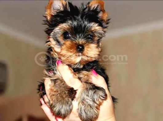 Petmode Köpek Çiftliğinde Ziyarete Açık Tea Cup Yorkshire