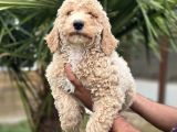 Giant Dev Poodle Yavrularımız Burkemde