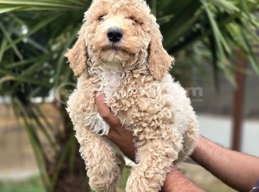 Giant Dev Poodle Yavrularımız Burkemde görsel