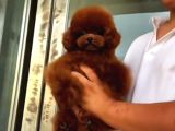 Yavru ve yetişkin toy poodle korea