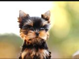 Petmode Köpek Çiftliğinde Ziyarete Açık Tea Cup Yorkshire
