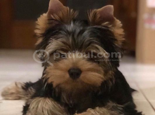 Petmode Köpek Çiftliğinde Ziyarete Açık Tea Cup Yorkshire görsel