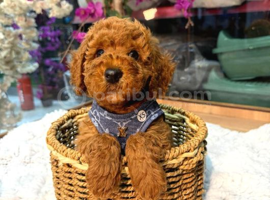 Kore Poodle Bebekler görsel