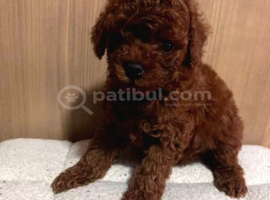 ÇOK ÖZEL RED BROWN TOY POODLE YAVRULARIMIZ