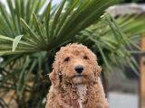Giant Dev Poodle Yavrularımız Burkemde