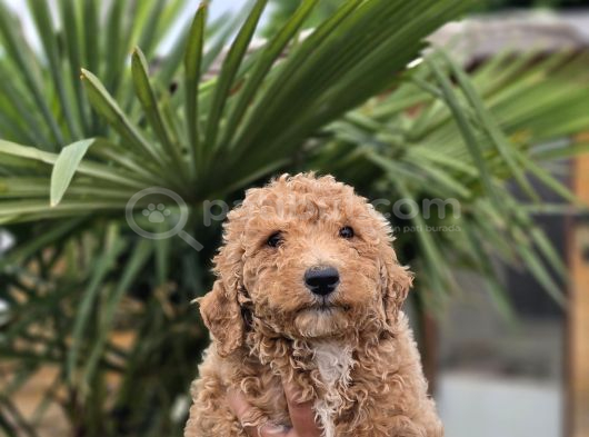 Giant Dev Poodle Yavrularımız Burkemde görsel