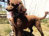 Giant dev poodle yavrularımız burkemde