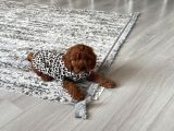 Toy Poodle Dişi