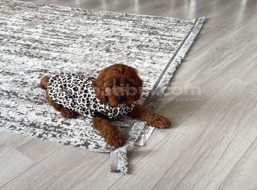 Toy Poodle Dişi görsel