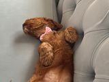 Toy Poodle Dişi