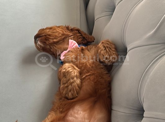 Toy Poodle Dişi görsel