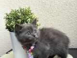 British Shorthair Yavrular