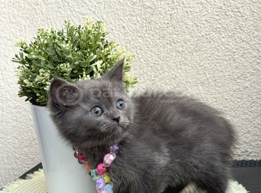 British Shorthair Yavrular görsel