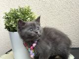 British Shorthair Yavrular