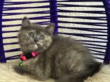 British Shorthair Yavrular