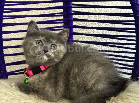 British Shorthair Yavrular görsel
