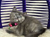 British Shorthair Yavrular