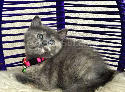 British Shorthair Yavrular