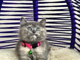 British Shorthair Yavrular