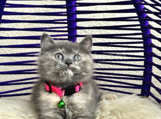 British Shorthair Yavrular görsel