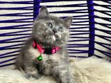British Shorthair Yavrular