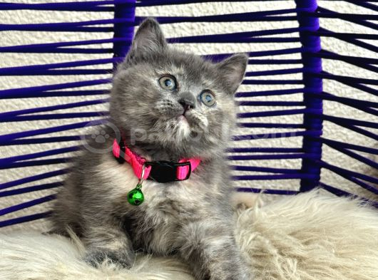British Shorthair Yavrular görsel