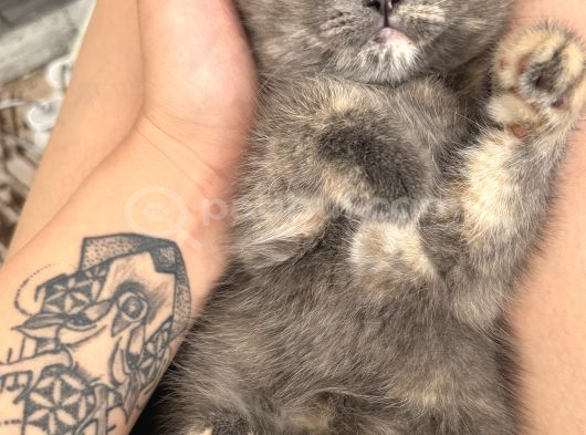British Shorthair Yavrular görsel