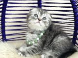 Scottish Fold Silver