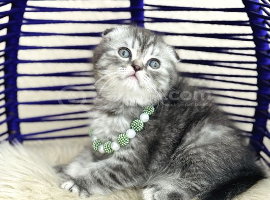Scottish Fold Silver görsel