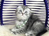 Scottish Fold Silver