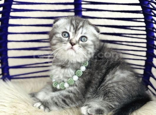 Scottish Fold Silver