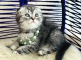Scottish Fold Silver