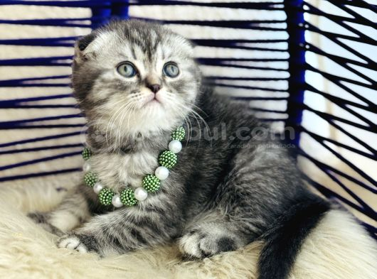 Scottish Fold Silver görsel