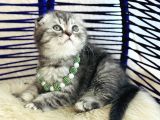 Scottish Fold Silver