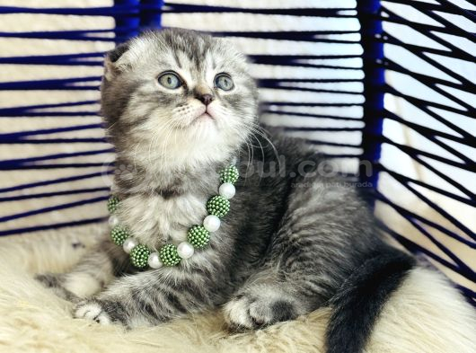 Scottish Fold Silver görsel