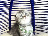 Scottish Fold Silver