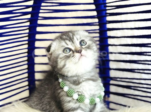 Scottish Fold Silver görsel