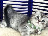 Scottish Fold Silver