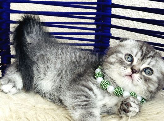 Scottish Fold Silver görsel