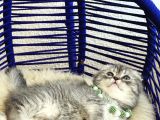 Scottish Fold Silver