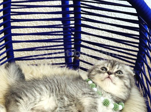 Scottish Fold Silver görsel
